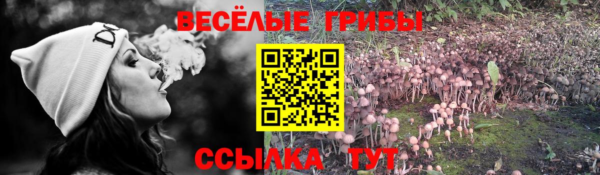 Александров  Галлюциногенные грибы прущие грибы  Псилоцибиновые грибы прущие грибы  Вход с VPN 